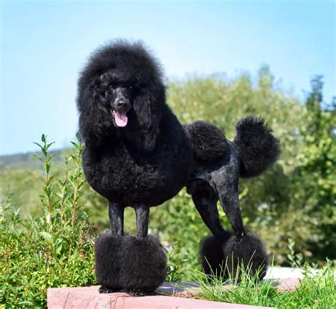 The Best 25 Haircut Styles For Poodles With Pictures Poodle Report