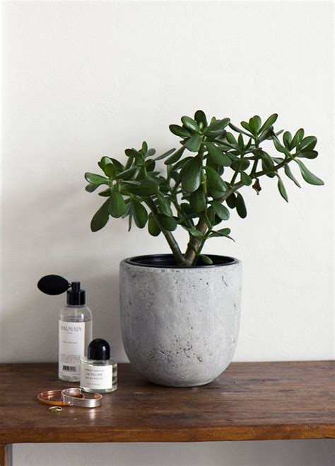 Check spelling or type a new query. Low Maintenance Houseplants - Flüff Design and Decor