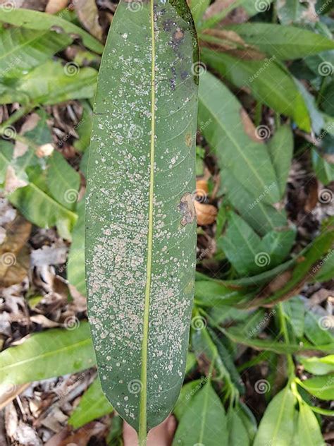Bacterial Black Spot Black Canker With Chlorotic Haloes Injure On Mango