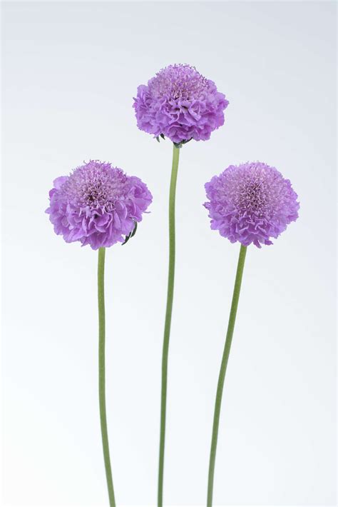 Lilac Scabiosa Scoop Series High Quality Cut Flowers Danziger