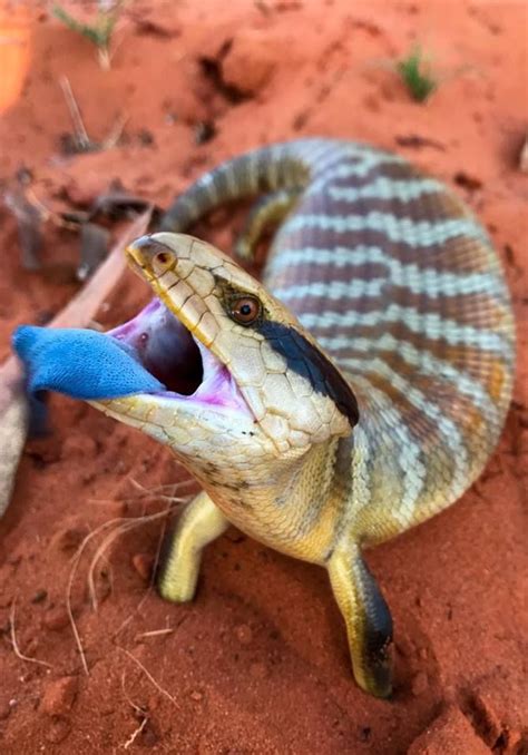 Blue Tongue Skink Photographed By Justin Zeiter Blue Tongue Skink