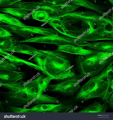 Real Fluorescence Microscopic View Human Skin Stock Photo 465566381
