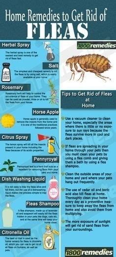Home Remedies To Get Rid Of Fleas Home Remedies For Fleas Flea