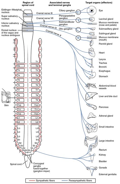 Structure Of The Autonomic Nervous System Boundless Anatomy And