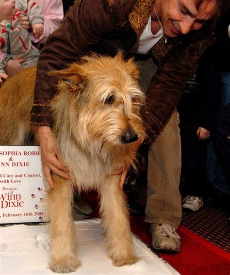 25 Famous Dogs In Hollywood Famous Dogs Dog Entertainment Dogs
