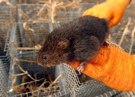 Water Vole Surveys — Ellendale Environmental