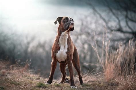 Proud Boxer Dog Photograph By Tamas Szarka