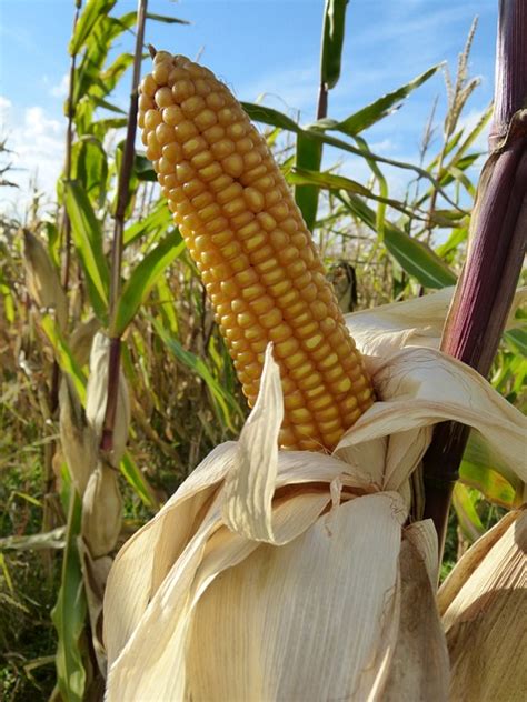 Corn On The Cob Kernels · Free Photo On Pixabay