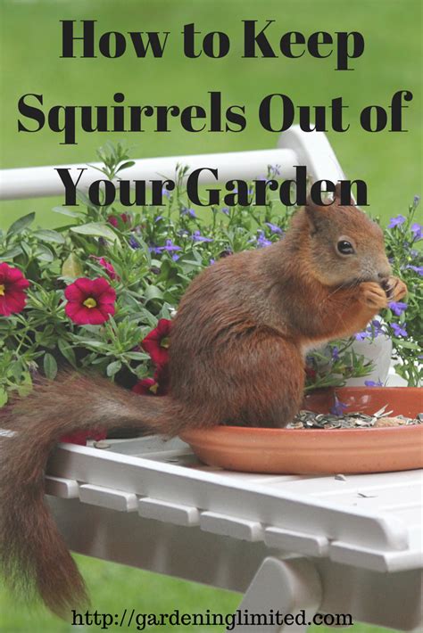 Garden Plants Squirrels Dont Like Colleen Segina