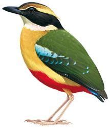 African Pitta Pitta Angolensis Bird Art Bird African