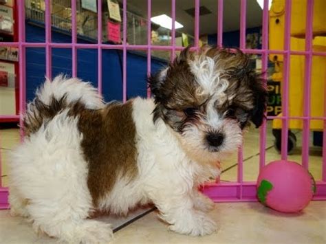 We are passionate about raising happy, healthy and adorable puppies. Teddy Bear, Puppies, Dogs, For Sale, In Jackson ...