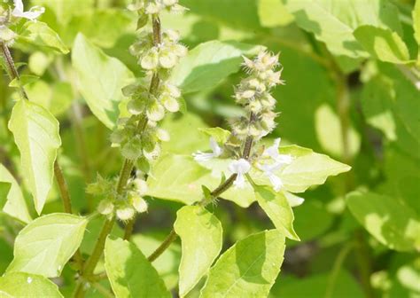 Organic Ocimum Sanctum Rama Tulsi Leaves Cultivator Natural Products