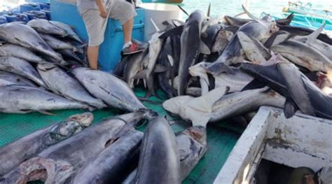 La Pesca Ilegal En México Corresponde A Un 60 De La Producción