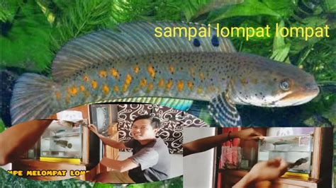 Kasih Makan Ikan Canna Lompat Lompat Youtube