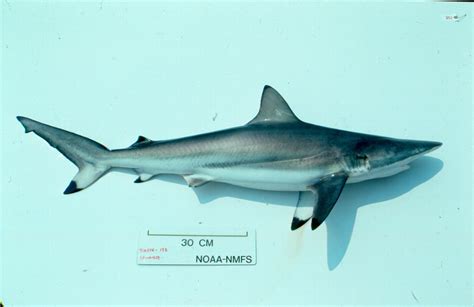 Spinner Shark Carcharhinus Brevipinna Display Full Image