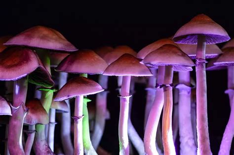 Oregon Approves First Ever Grower License For Magic Mushrooms In The