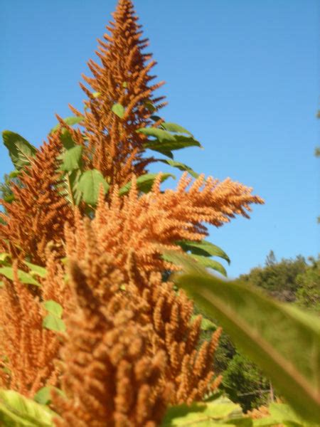 Golden Giant Amaranth Redwood Seeds