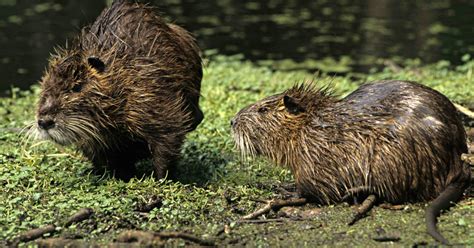 These Giant Rodents Are Eating Louisianas Coast Mother Jones