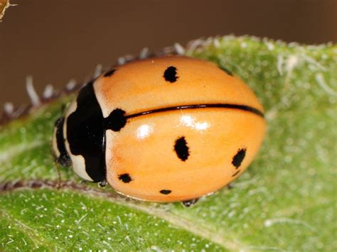 Nine Spotted Lady Beetle Vermont Atlas Of Life