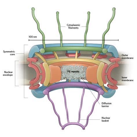 Infographic The Nuclear Pore Complex The Scientist Magazine