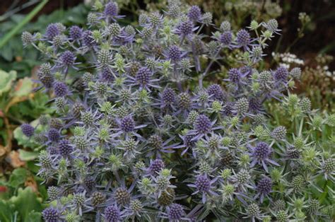 Eryngium Blue Hobbit Grows On You