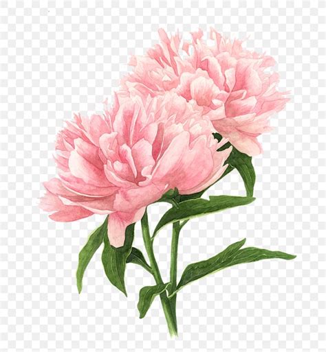 Peony Drawing Watercolor Painting Pink Flowers Png X Px Peony