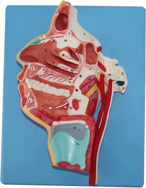 Anatomy Oral Nose Throat Vascular And Nerve Model Human Organ