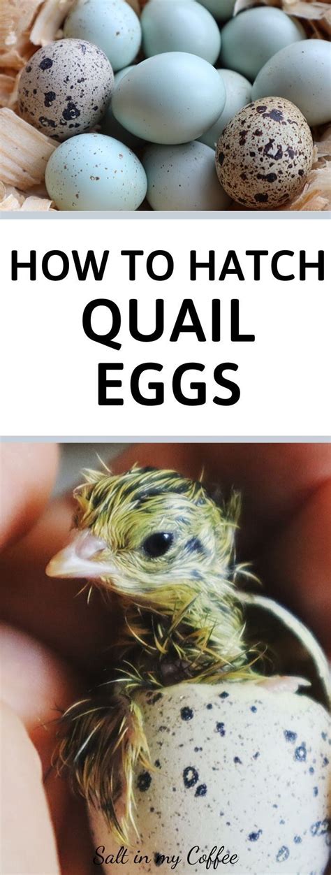 Hatching Quail Eggs Hatching Quail Eggs Coturnix Quail Quail Eggs