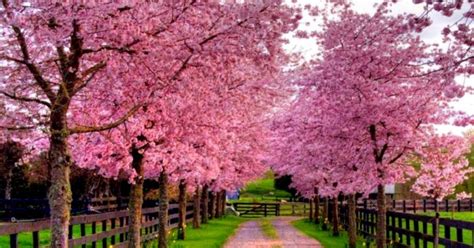 Download Free Spring Wallpapers And Screensavers Wallpaper Cave
