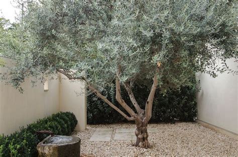 Genius Garden Ideas 10 Landscapes With Olive Trees Gardenista