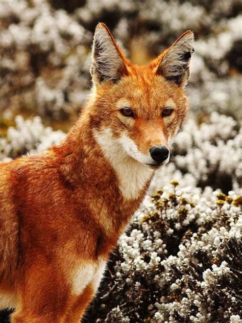 Ethiopian Wolf Also Known As The Abyssinian Wolf Abyssinian Fox Red