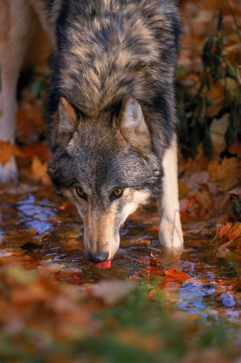 Autumn Oasis Grey Wolf Ken Jenkins Photography