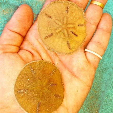 Beautiful Alive Sand Dollars Sand Dollars Personalized Items