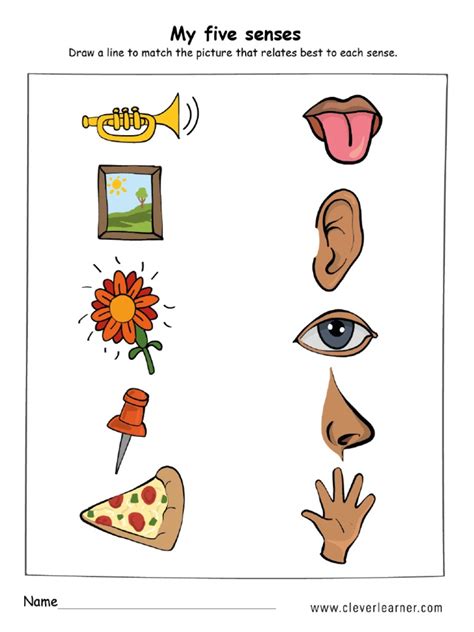 The Five Senses Worksheet Preschool
