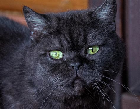 Black Cat Green Eyes Photograph By Alex Galkin