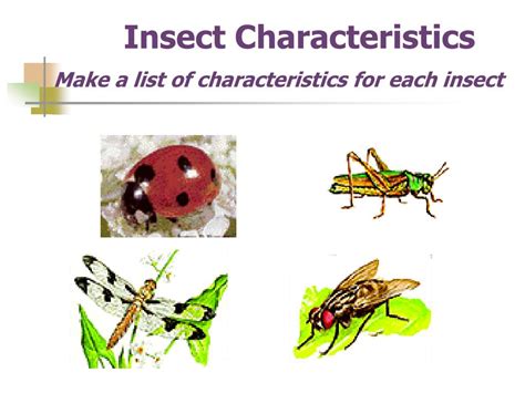 Ppt 2015 Entomology Bandc Powerpoint Presentation Free Download Id