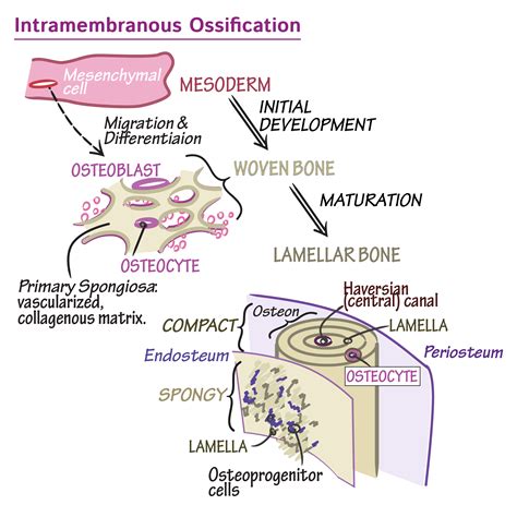 Histology Glossary Intramembranous Ossification Ditki Medical