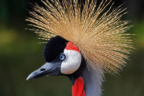 25 Fabulous Birds With Mohawks
