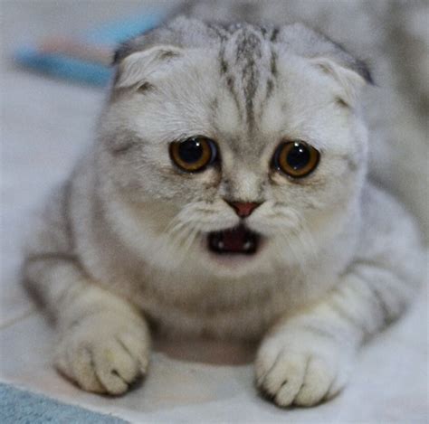 Is Permanently Sad Cat The Next Grumpy Cat