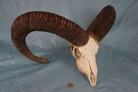 Big Mouflon Mountain Sheep Ram Skull With Very Strong Horns Etsy
