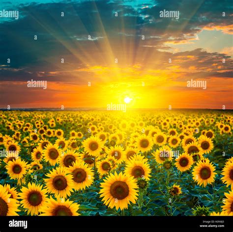 Sunflower Fields During Sunset Beautiful Composite Of A Sunrise Over A