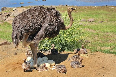 The Common Ostrich Struthio Camelus A Record Bird