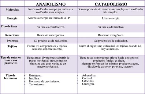 Cuadros Comparativos Anabolismo Y Catabolismo Descargar