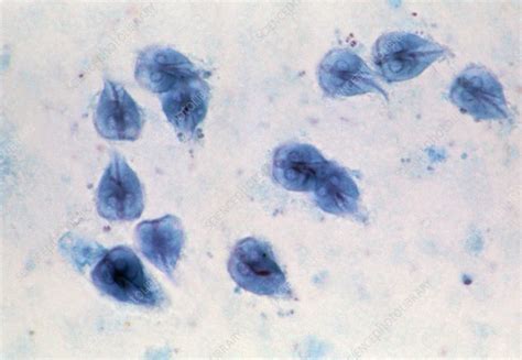 Lm Of Giardia Lamblia Parasitic Protozoa Stock Image Z