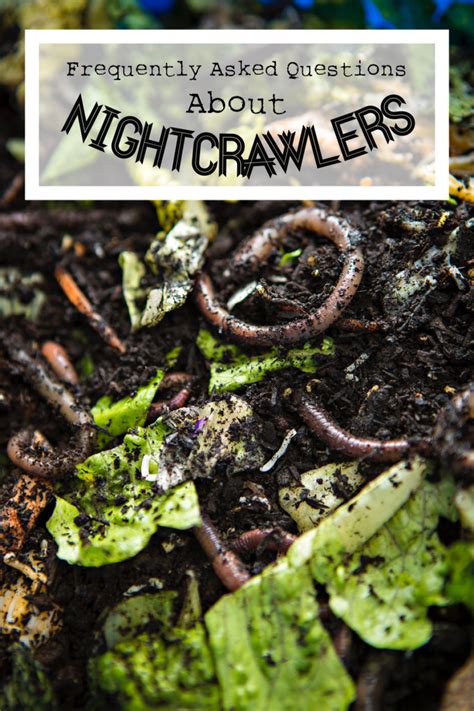 How does it contribute to the movie's disturbing quality? Frequently Asked Questions About Nightcrawlers | SkyAboveUs