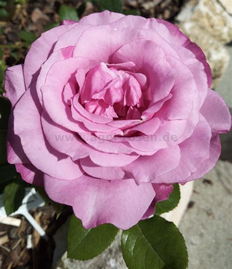 Buy Blue Parfum ® Floribunda Rose Agel Rosen