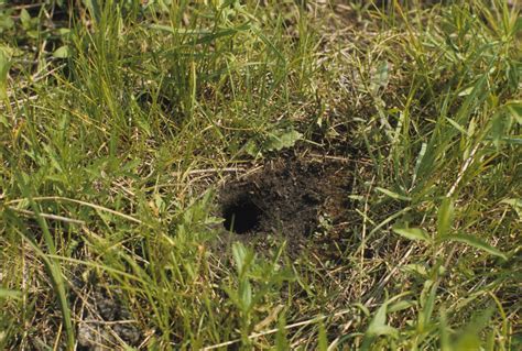 Whats The Difference Between Mole Holes And Snake Holes Find Out Here