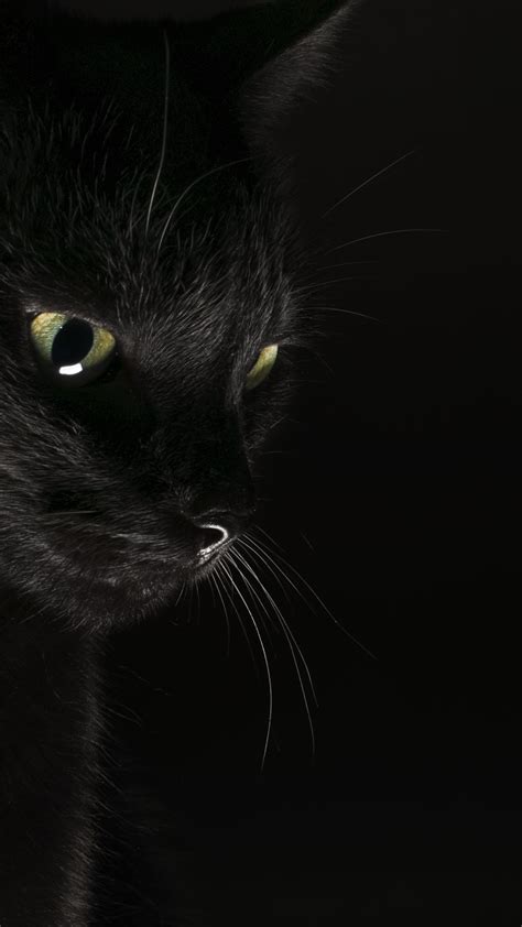 Download Kumpulan 79 Wallpaper Dark Cat Terbaik Gambar