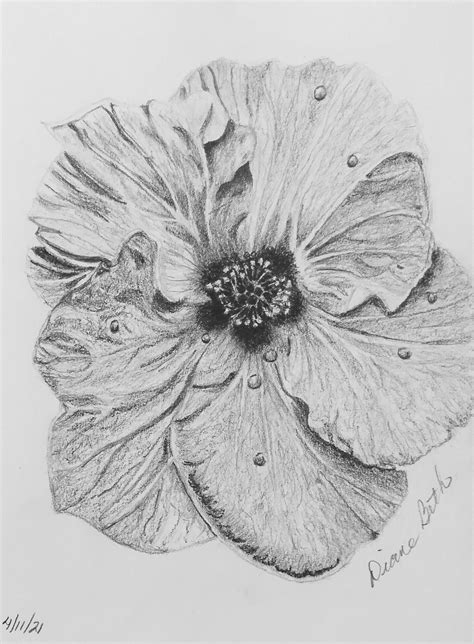 Sketch Bunga Raya Drawing Gambar Bunga Raya Printable Giuliana Lucchesi