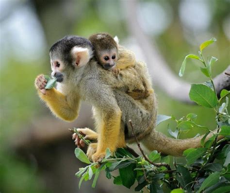Black Capped Squirrel Monkey Sitting On Tree Branch With Its Cute